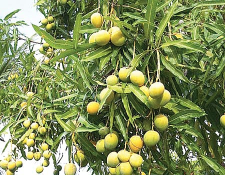 அடர் நடவு முறை "மா' சாகுபடியில் அதிக மகசூல்!