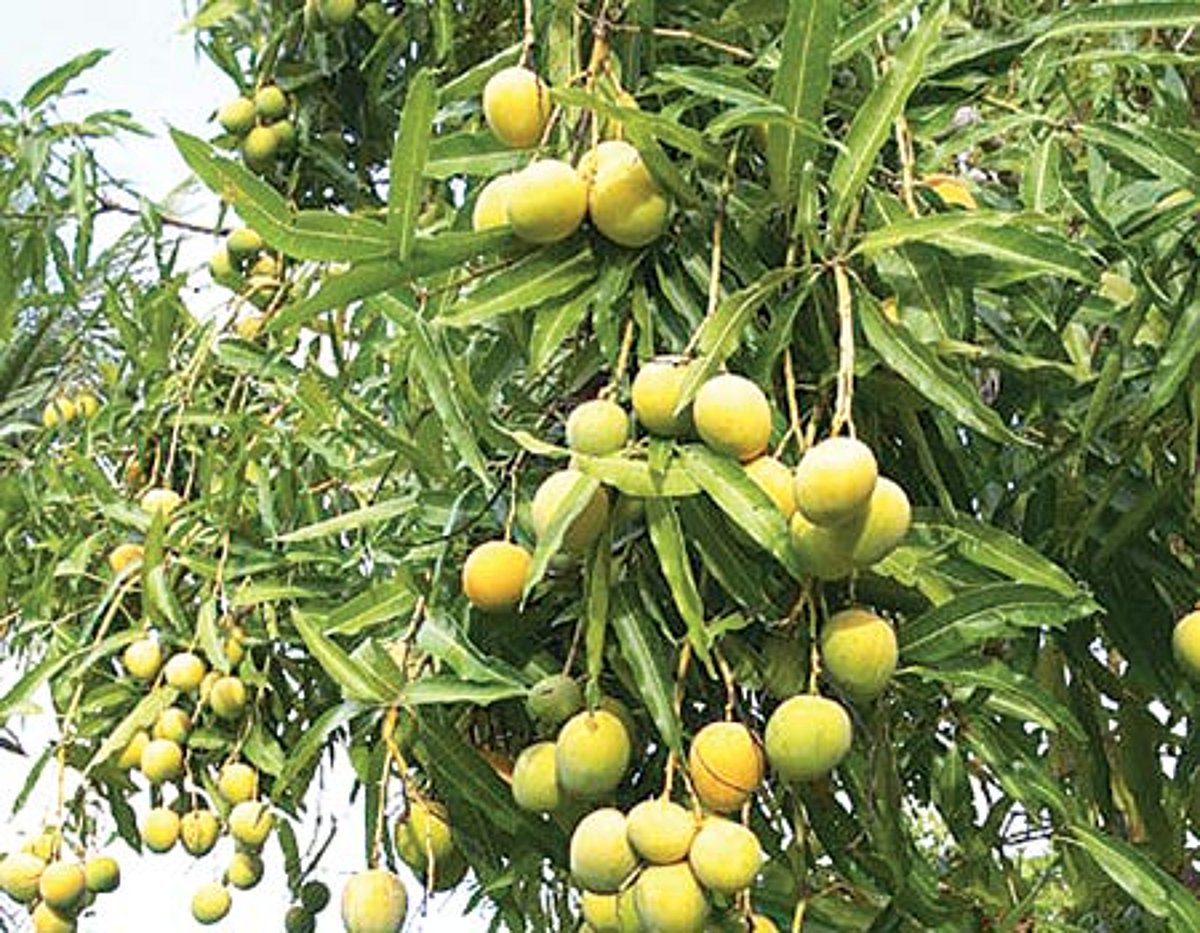 அடர் நடவு முறை "மா' சாகுபடியில் அதிக மகசூல்!