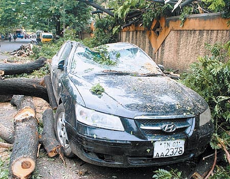 19 இடங்களில் மரங்கள் விழுந்தன