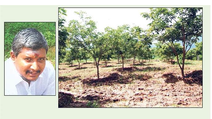 ஒரு லட்சம் மரக்கன்றுகள்!