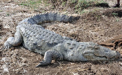 குஜராத் வெள்ளத்தால் குடியிருப்புக்குள் புகுந்த முதலைகள்!