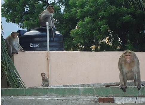 திருவள்ளூர் நகரில் குரங்குகள் தொல்லை: பொதுமக்கள் கடும் அவதி