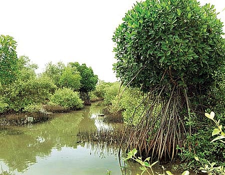 கடலூர் கடற்கரையோரம் பராமரிப்பின்றி பாழாகும் மாங்குரோவ் காடுகள் !