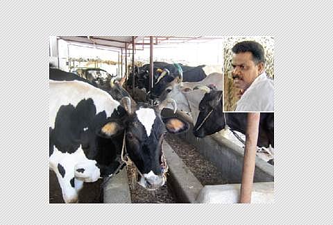 இயற்கை முறை பால் பண்ணை