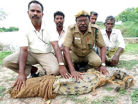 சிதம்பரம் அருகே ஆட்டை விழுங்கிய முதலை!