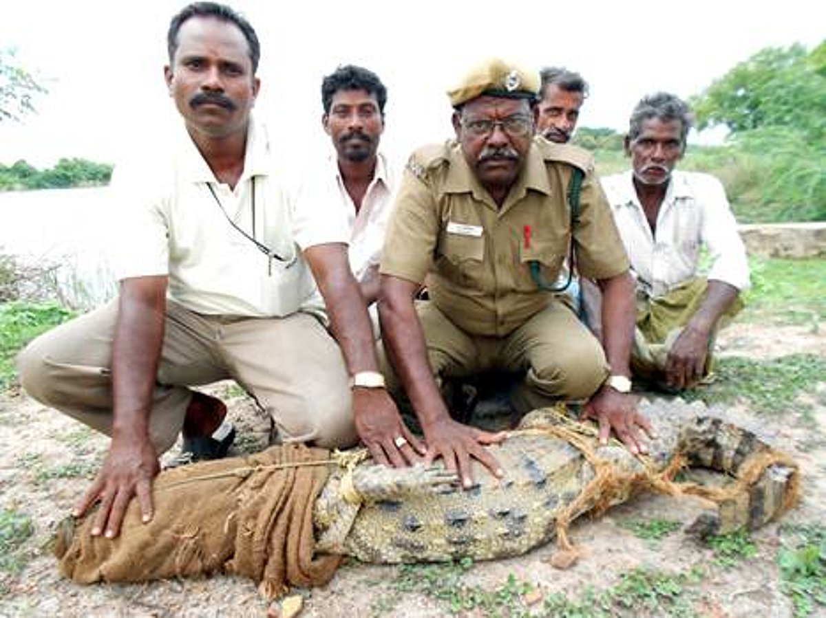 சிதம்பரம் அருகே ஆட்டை விழுங்கிய முதலை!