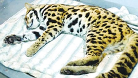 கடையம் அருகே மீண்டும் சிறுத்தை அட்டகாசம் : அச்சத்தில் மக்கள்