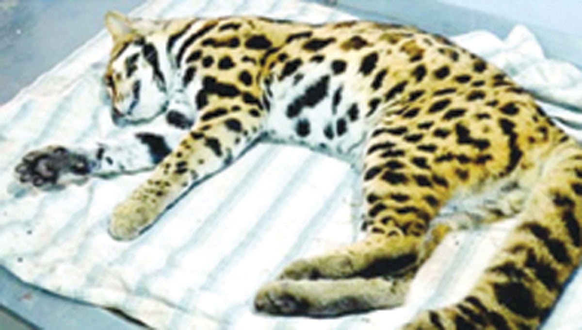 கடையம் அருகே மீண்டும் சிறுத்தை அட்டகாசம் : அச்சத்தில் மக்கள்