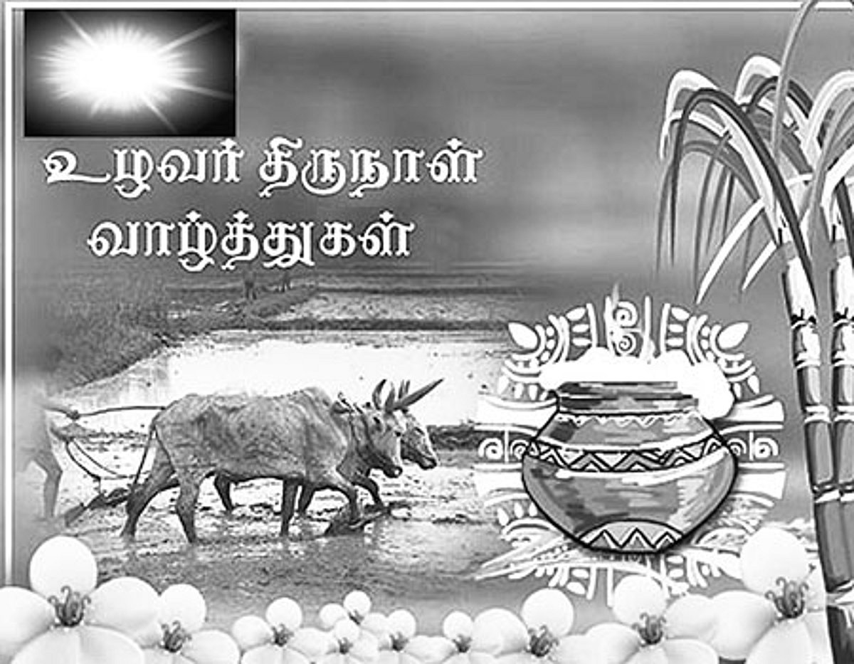 போலிகளைச் சாடி ஒரு பொங்கல் வாழ்த்து!