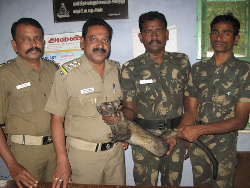 அம்பாசமுத்திரம் : செங்குளத்தில் பிடிபட்ட மரநாய் வனப்பகுதியில் விடப்பட்டது