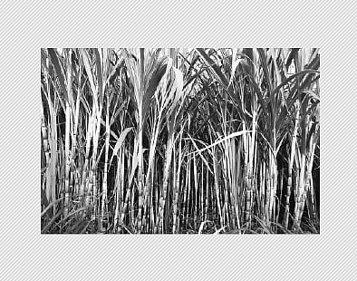 கரும்போ கரும்பு