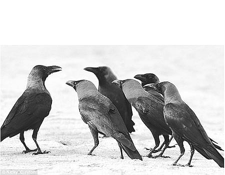 தமிழ்ச் செல்வங்கள்: காகம்