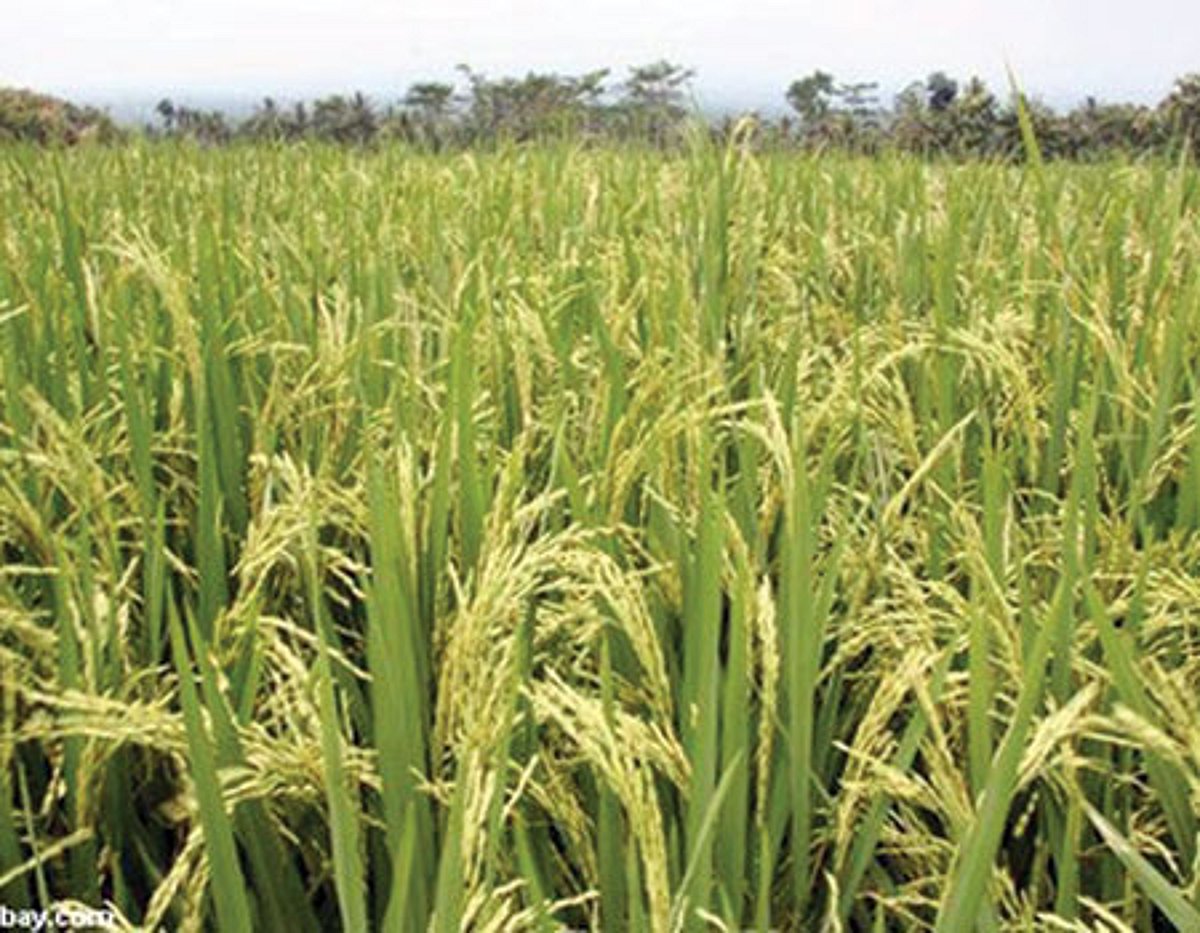 நெல்லையில் 6,367 டன் நெல் கொள்முதல்: மண்டல மேலாளர்