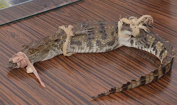 சிதம்பரம் அருகே பிடிபட்ட 3 அடி நீள முதலை குட்டி