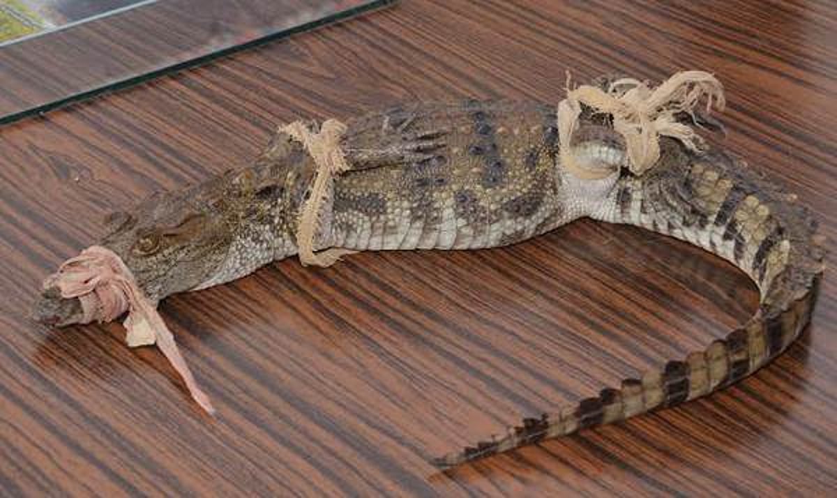 சிதம்பரம் அருகே பிடிபட்ட 3 அடி நீள முதலை குட்டி