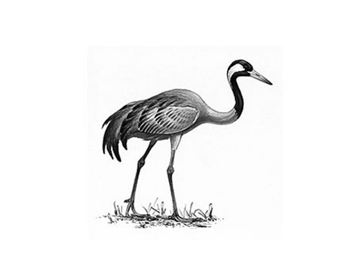 தமிழ்ச் செல்வங்கள்: கொக்கு - 1