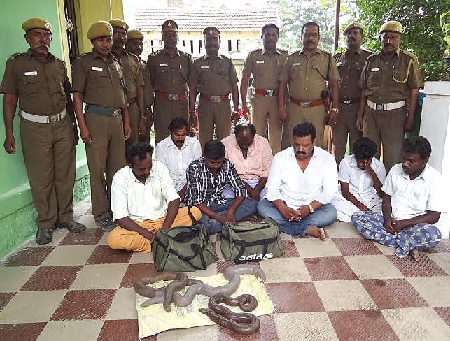 பழனியில் மண்ணுளிபாம்பு விற்க முயன்றவர்கள் கைது.  மூன்று பாம்பு பிடிபட்டது