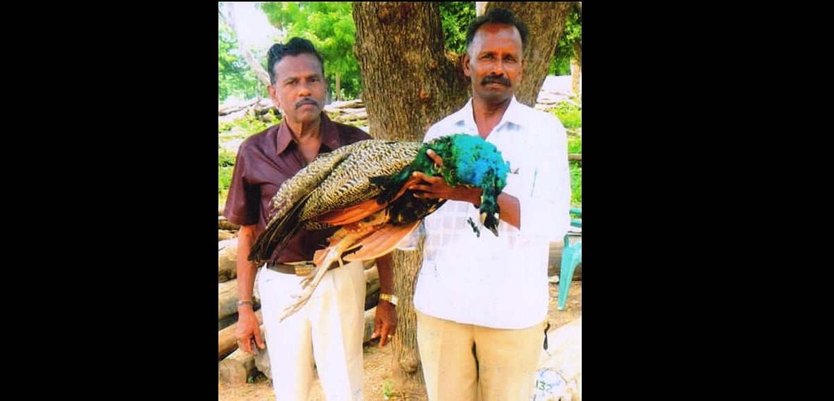 சிதம்பரம் அருகே மின்மாற்றியில் அடிபட்டு இறந்த பெண் மயில்!