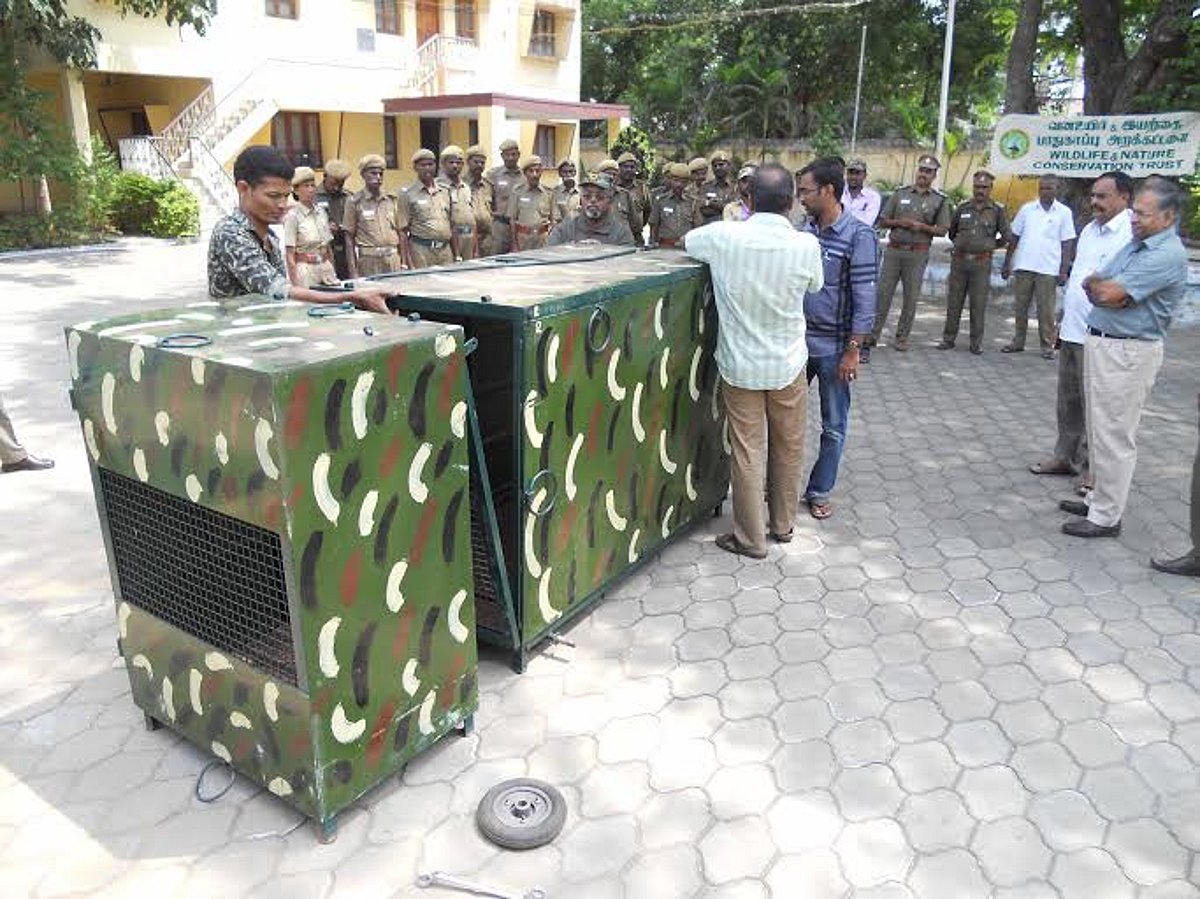 புலி சிங்கத்தைப் பிடிக்கும் கூண்டை கையாள்வது குறித்து பயிற்சி