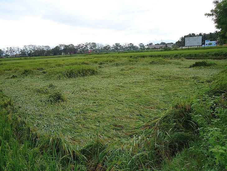 நெல்லை மாவட்டத்தில் மழை நீடிப்பு: நெற்பயிர்கள் சேதம்