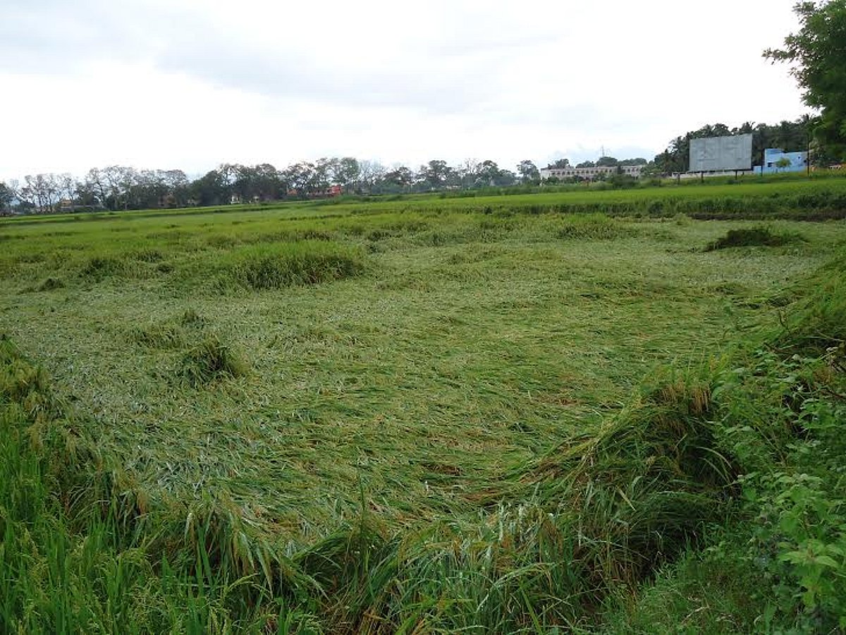 நெல்லை மாவட்டத்தில் மழை நீடிப்பு: நெற்பயிர்கள் சேதம்