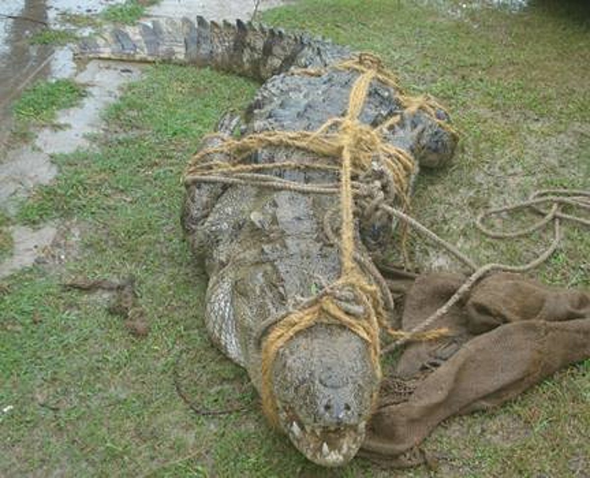 சிதம்பரம் அருகே ஊருக்குள் புகுந்த முதலையை பிடித்த மக்கள்!