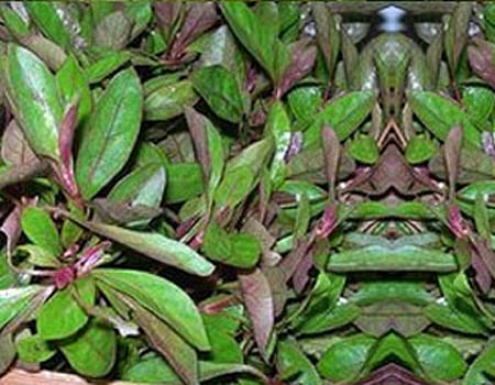 ஆயுள்காக்கும் ஆயுர்வேதம்: கண்ணுக்கு  வலிமை