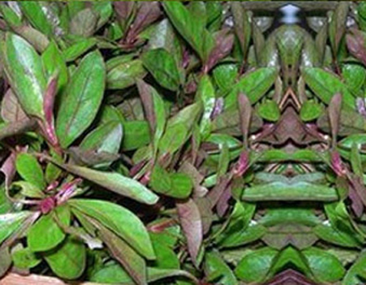 ஆயுள்காக்கும் ஆயுர்வேதம்: கண்ணுக்கு வலிமை