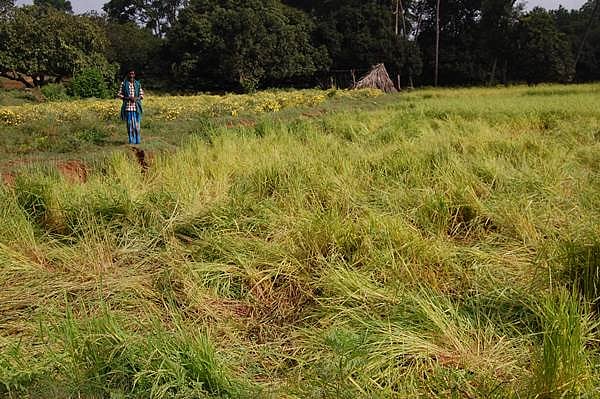 கனமூர் கிராமத்தில் காட்டு யானைகள் அட்டகாசம்: ராகி, நெல், சாமை பயிர்கள் சேதம்