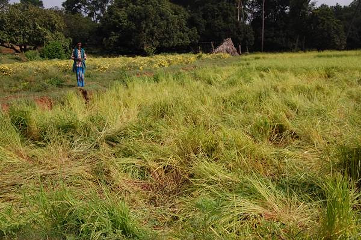 கனமூர் கிராமத்தில் காட்டு யானைகள் அட்டகாசம்: ராகி, நெல், சாமை பயிர்கள் சேதம்