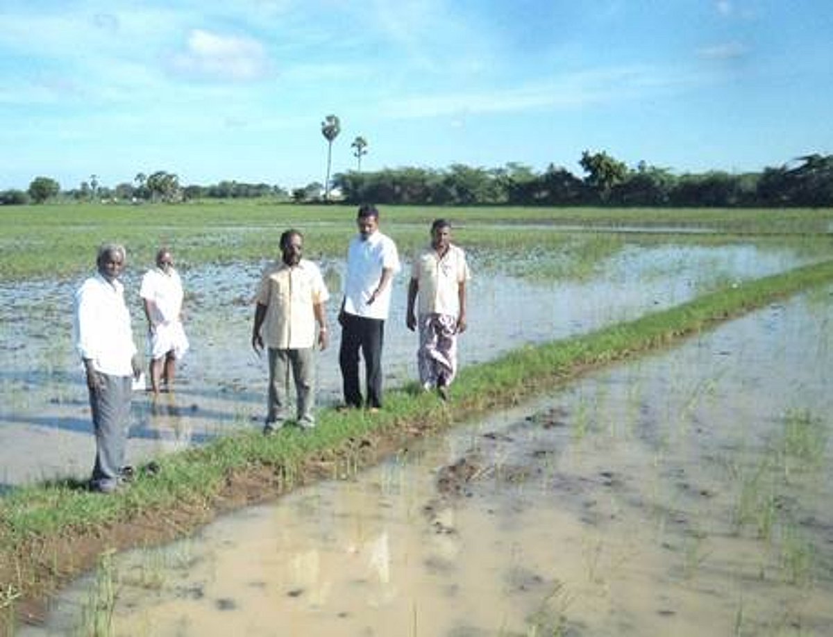 சிதம்பரம் அருகே கனமழையால் 10 ஆயிரம் ஏக்கரில் நெற்பயிர்கள் பாதிப்பு: சட்டப்பேரவை உறுப்பினர் அலுவலக குழு ஆய்வு