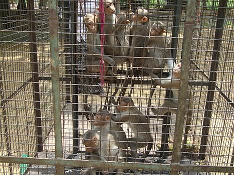 அம்பை அருகே பிடிபட்ட குரங்குகள்