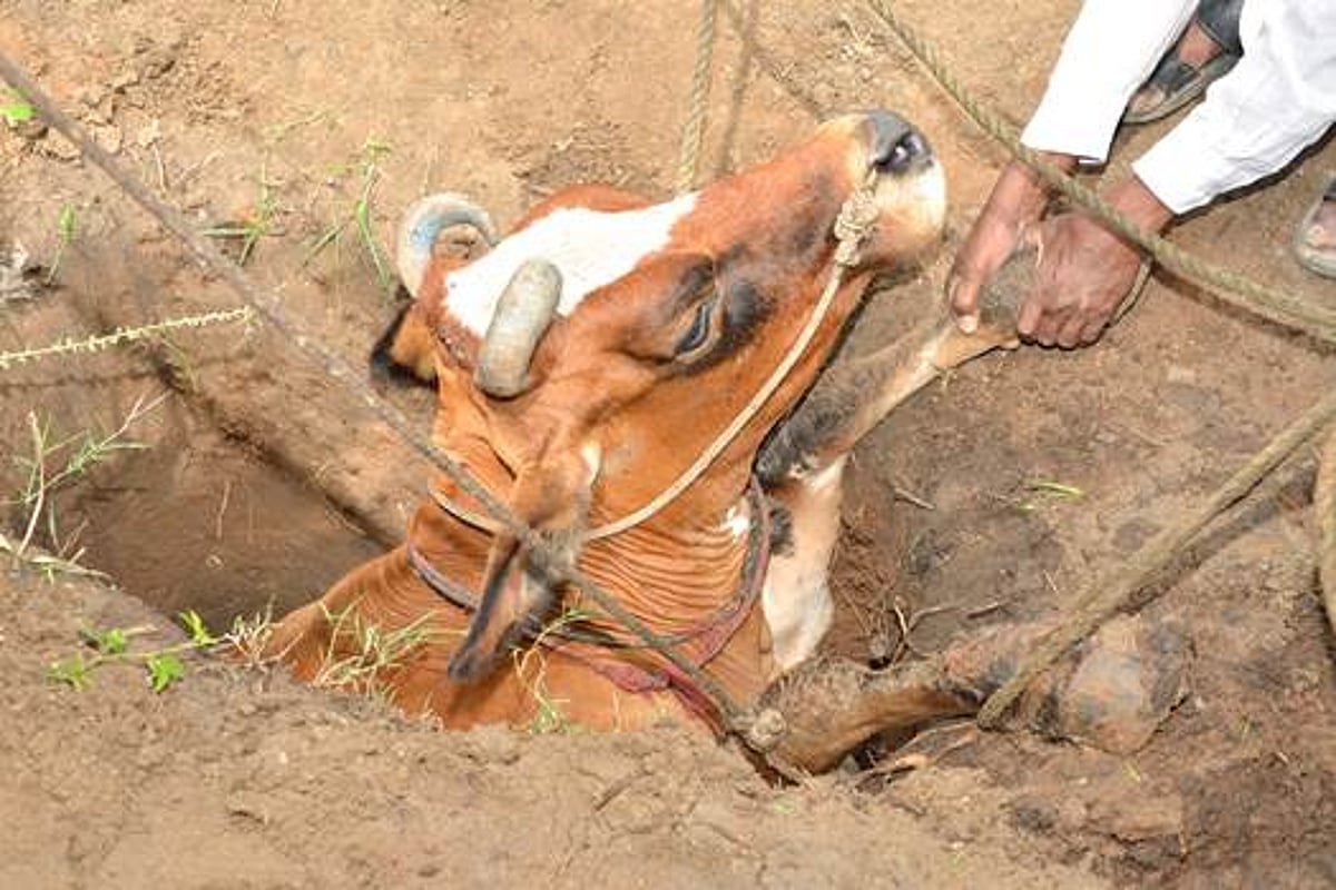 ஸ்ரீவில்லிபுத்தூரில் 8 அடி ஆழமுள்ள குழியில் விழுந்த பசு மீட்பு