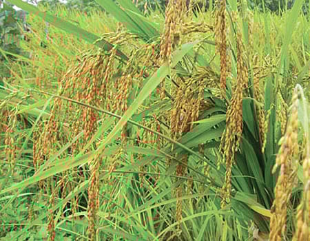 நெல்லை மாவட்டத்தில் திடீர் மழையால் அறுவடை பாதிப்பு 