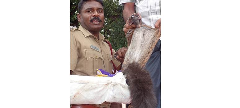 பழனி அரசு மருத்துவமனையில் பிடிபட்ட மலபார் அணில்