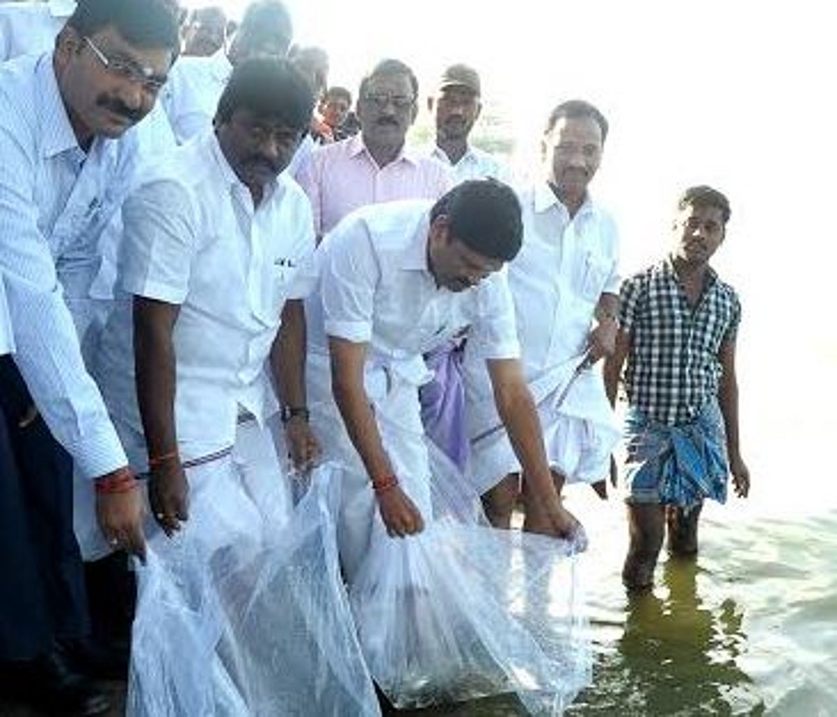 வீராணம் ஏரியில் 2.15 லட்சம் மீன் குஞ்சுகள் விடப்பட்டன