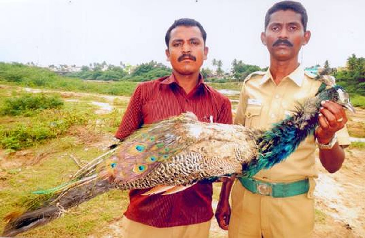 காட்டுமன்னார்கோயில் அருகே மின்சாரம் பாய்ந்து இறந்த மயில்!