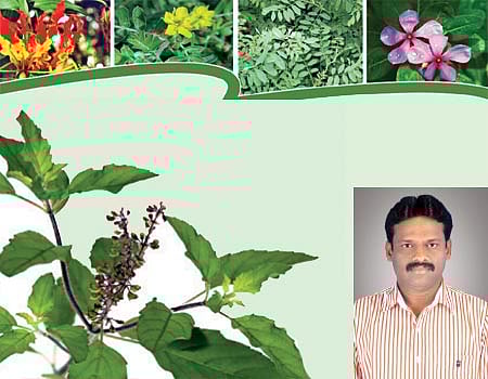 மூலிகைகளுக்கு வந்திருக்கிறது மவுசு!