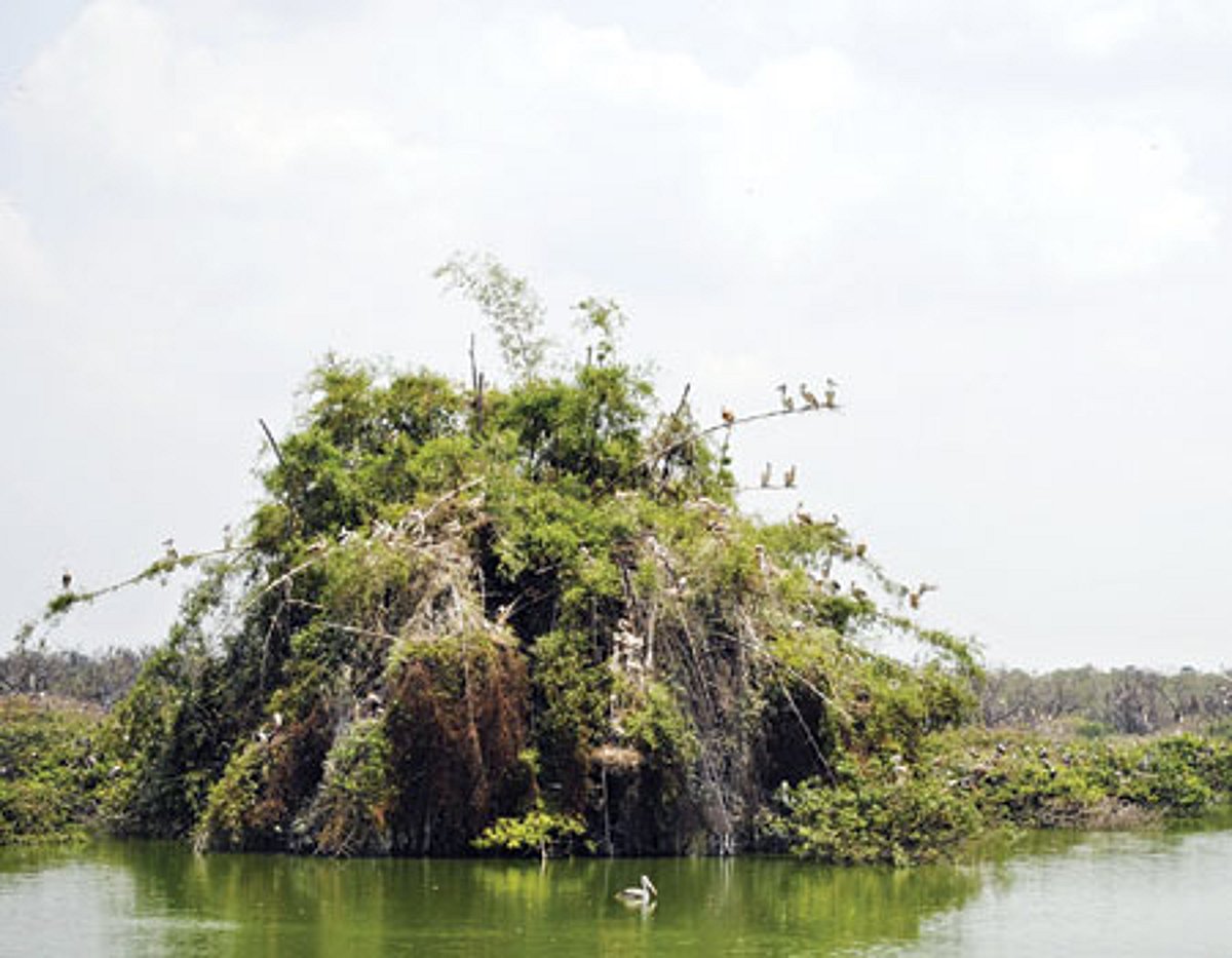 சீசன் முடியும் முன்பே வெறிச்சோடிய வேடந்தாங்கல் சரணாலயம்