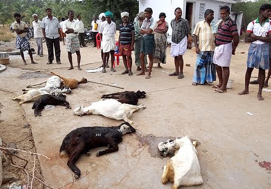 பழனி அருகே  ஆடுகள் மர்மமான முறையில் மரணம்.