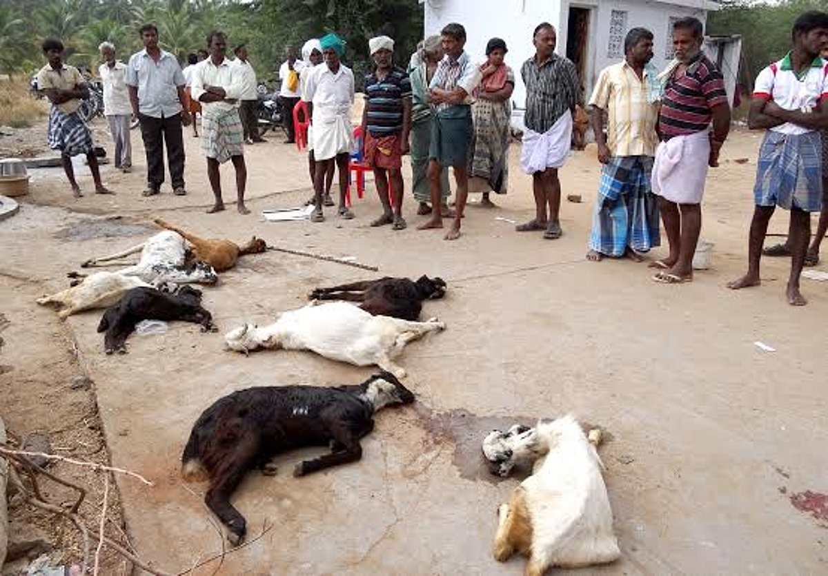 பழனி அருகே ஆடுகள் மர்மமான முறையில் மரணம்.