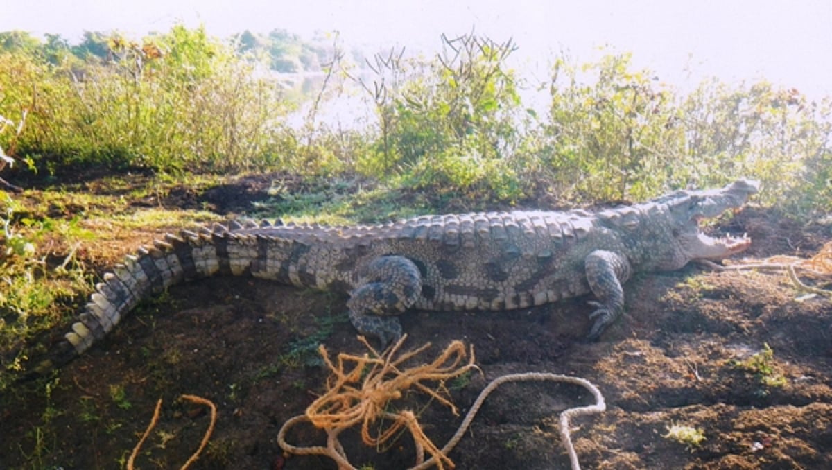 சிதம்பரம் அருகே ஊருக்குள் புகுந்த 8 அடி நீள முதலை!