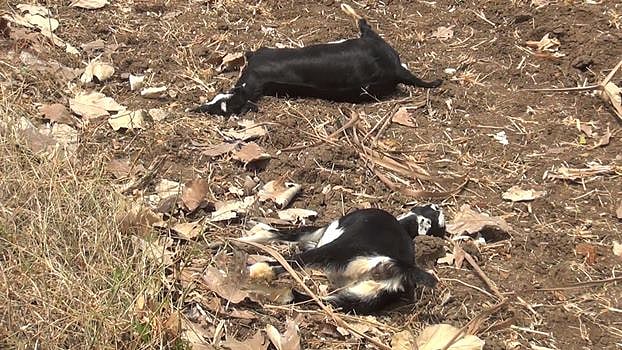 விருதுநகர் அருகே மர்மமான முறையில் 12 ஆடுகள் சாவு