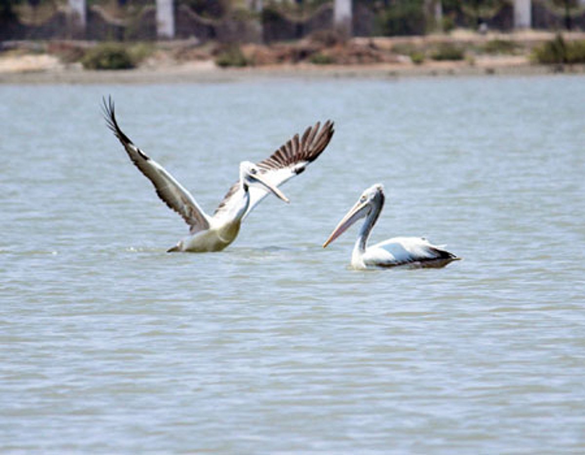 தூத்துக்குடியில் குவியும் ஆஸ்திரேலிய நாட்டுப் பறவைகள்
