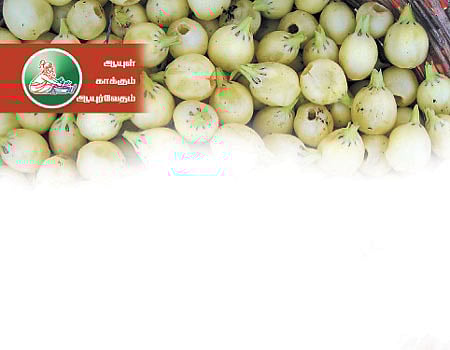 ஆயுள் காக்கும் ஆயுர்வேதம்: இடுப்பு வலிக்கு இலுப்பை எண்ணெய்!