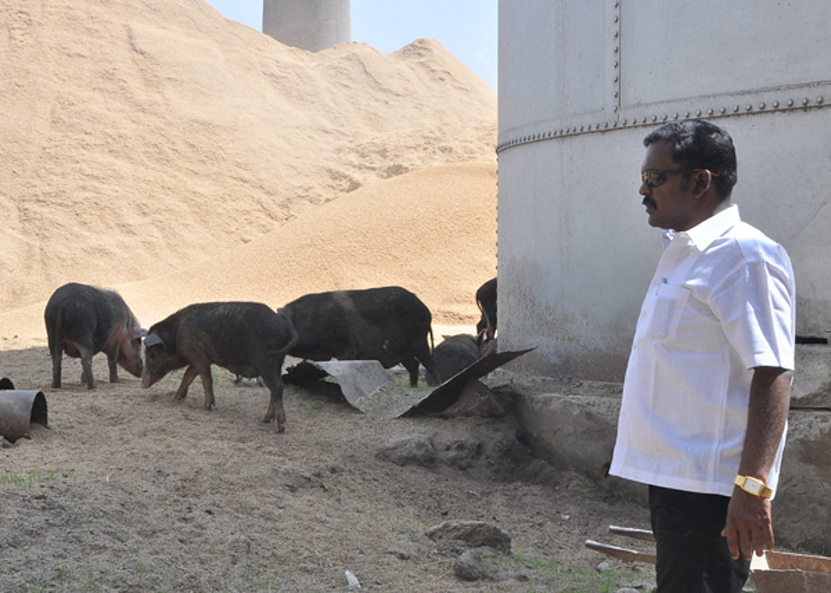 பன்றிகள் மேய்ந்து சுகாதாரமற்ற நிலையில் நவீன அரிசி ஆலை: உணவு பாதுகாப்பு அதிகாரி ஆய்வு