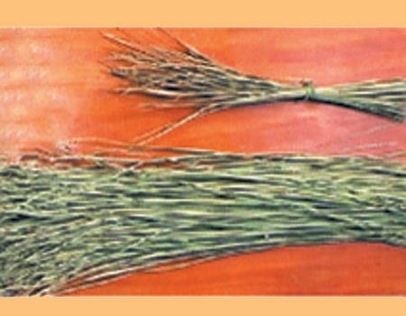 ஆயுள் காக்கும் ஆயுர்வேதம்: தர்ப்பைப் புல்லும் சர்க்கரை நோயும்!