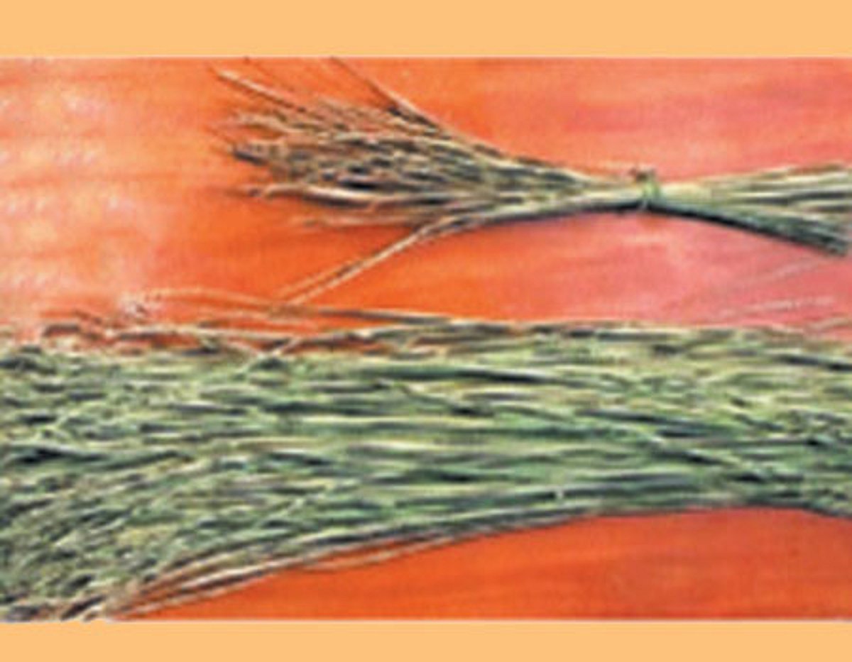 ஆயுள் காக்கும் ஆயுர்வேதம்: தர்ப்பைப் புல்லும் சர்க்கரை நோயும்!