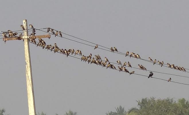 பழனி பகுதியில் சுற்றுச்சூழலை பாதுகாக்க உதவும் வேலி மைனாக்கள்