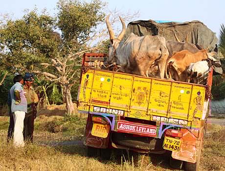சிதம்பரம் அருகே பசுமடத்தில் இருந்த 122 மாடுகள் பறிமுதல்: போலீஸார் அதிரடி நடவடிக்கை